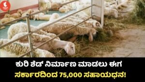 Sheep Shed Subsidy Scheme